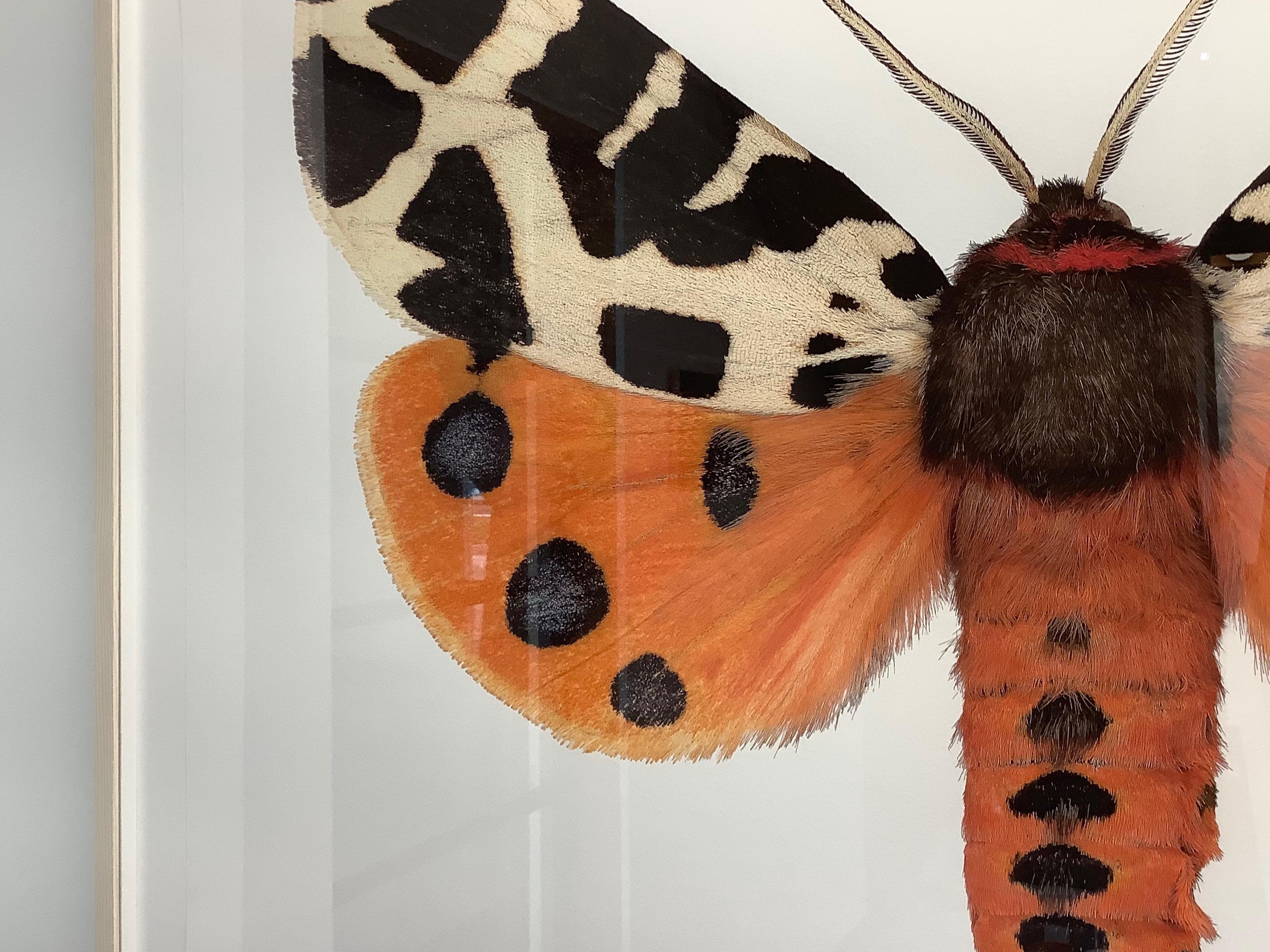 Arctia Caja Manchuria, Nature Photograph, Orange Moth, Spots, White Background For Sale 2