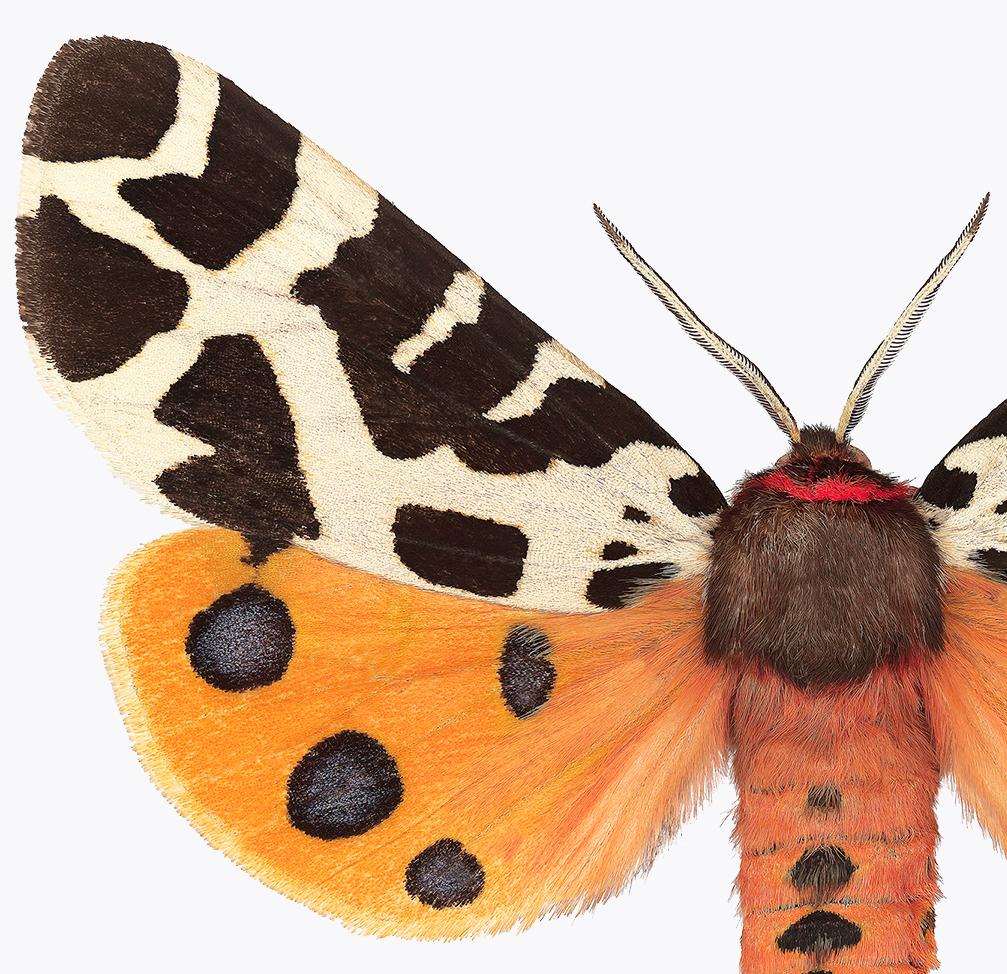 Arctia Caja Manchuria, Nature Photograph, Orange Moth, Spots, White Background For Sale 3