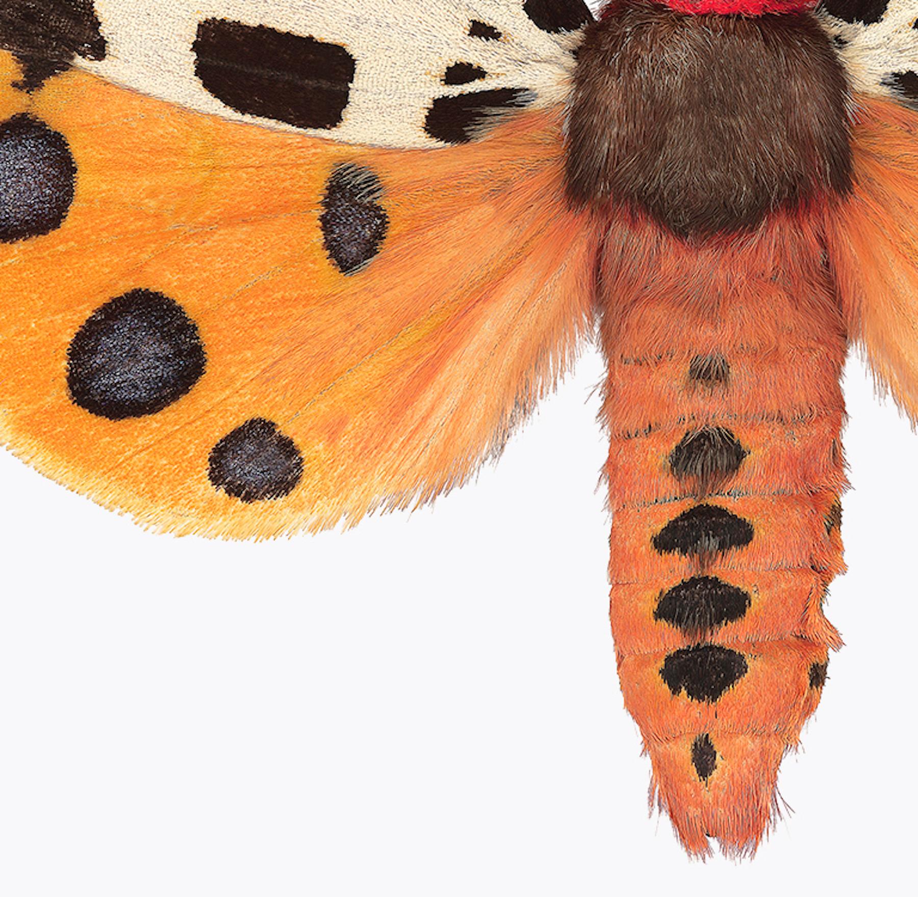 Arctia Caja Manchuria, Nature Photograph, Orange Moth, Spots, White Background For Sale 4