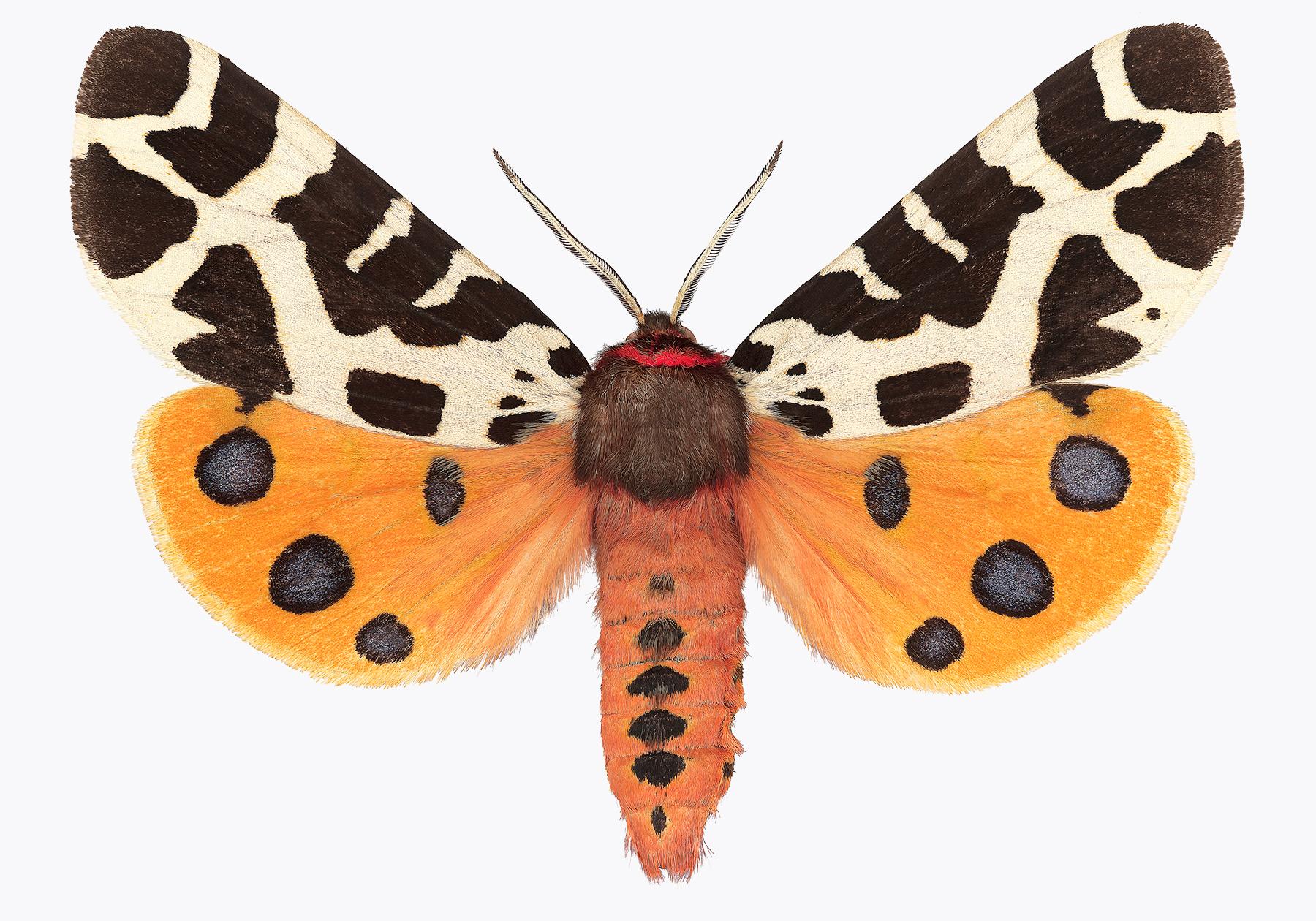 Joseph Scheer Color Photograph - Arctia Caja Manchuria, Nature Photograph, Orange Moth, Spots, White Background