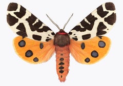 Arctia Caja Manchuria, Nature Photograph, Orange Moth, Spots, White Background