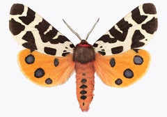 Arctia Caja Manchuria, Fotografía de Naturaleza, Polilla Naranja, Manchas, Fondo Blanco