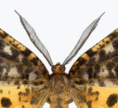 Arichanna Melanaria, Fotografía de Naturaleza de Polilla Amarilla, Marrón y Negra sobre Blanco