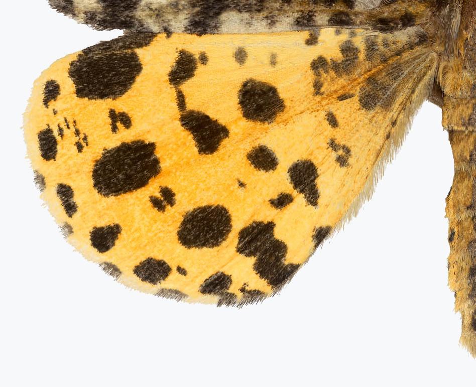 yellow and black moth