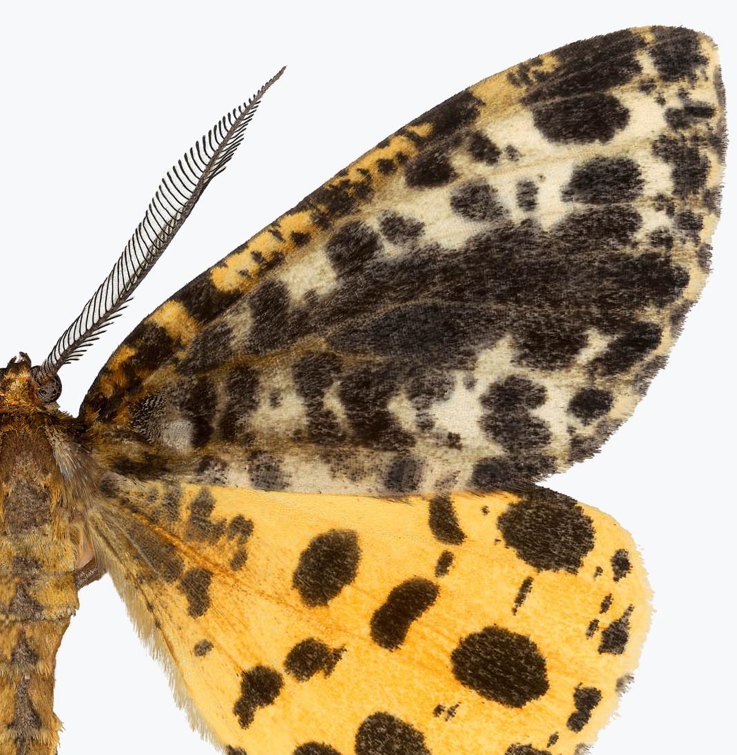 yellow moth with brown spots