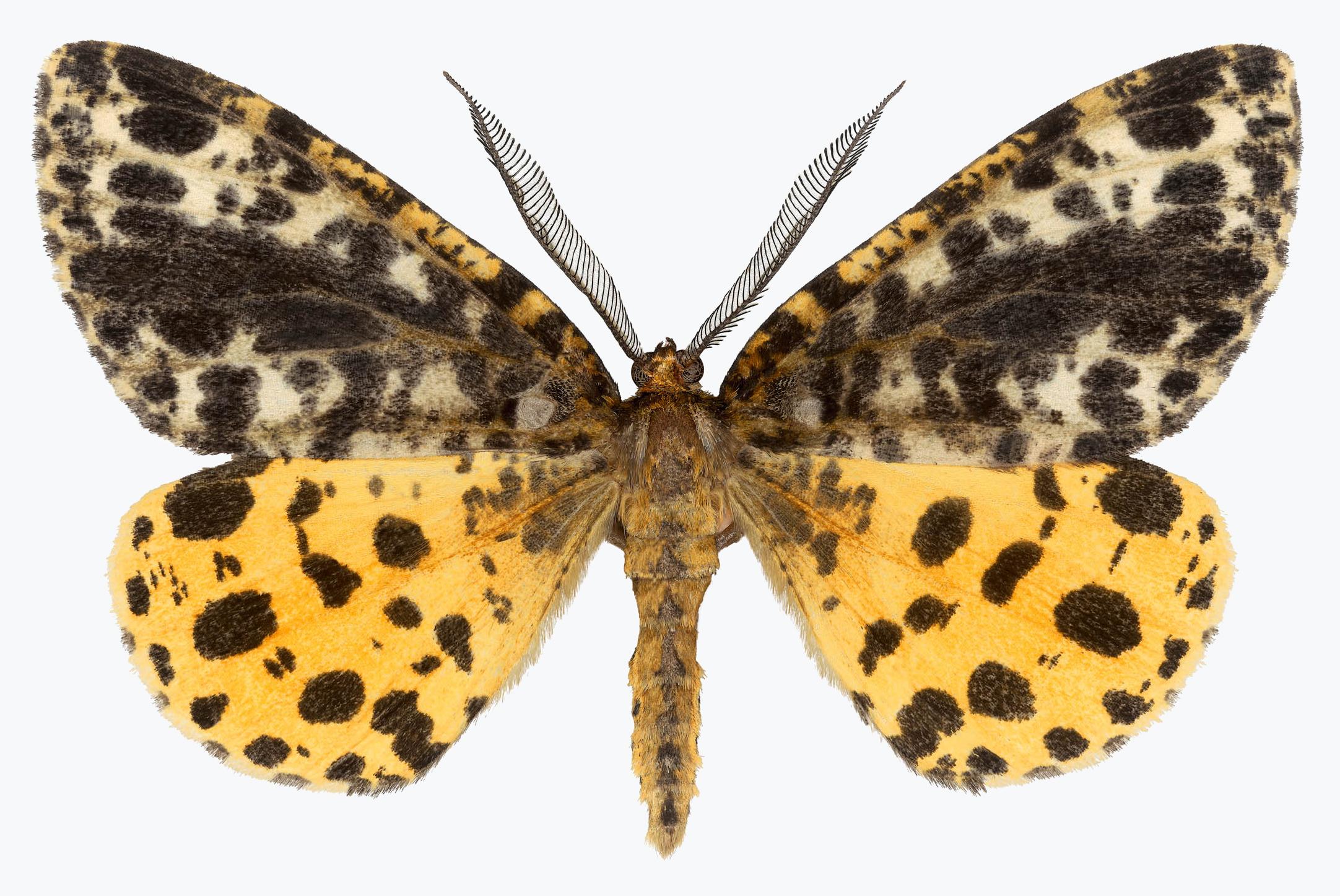 Joseph Scheer Color Photograph - Arichanna Melanaria, Nature Photograph of Yellow, Brown, Black Moth on White