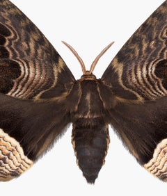Brahmaea Tancrei - Insect Photograph of Brown Beige Moth on White, 2019