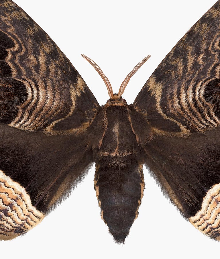 In this hyper-detailed archival pigment print on watercolor paper, a dark brown moth with golden brown wavy stripes on its wings is dramatic against a solid white background. 

Edition 1/12. Price shown is the unframed price. Please inquire with the