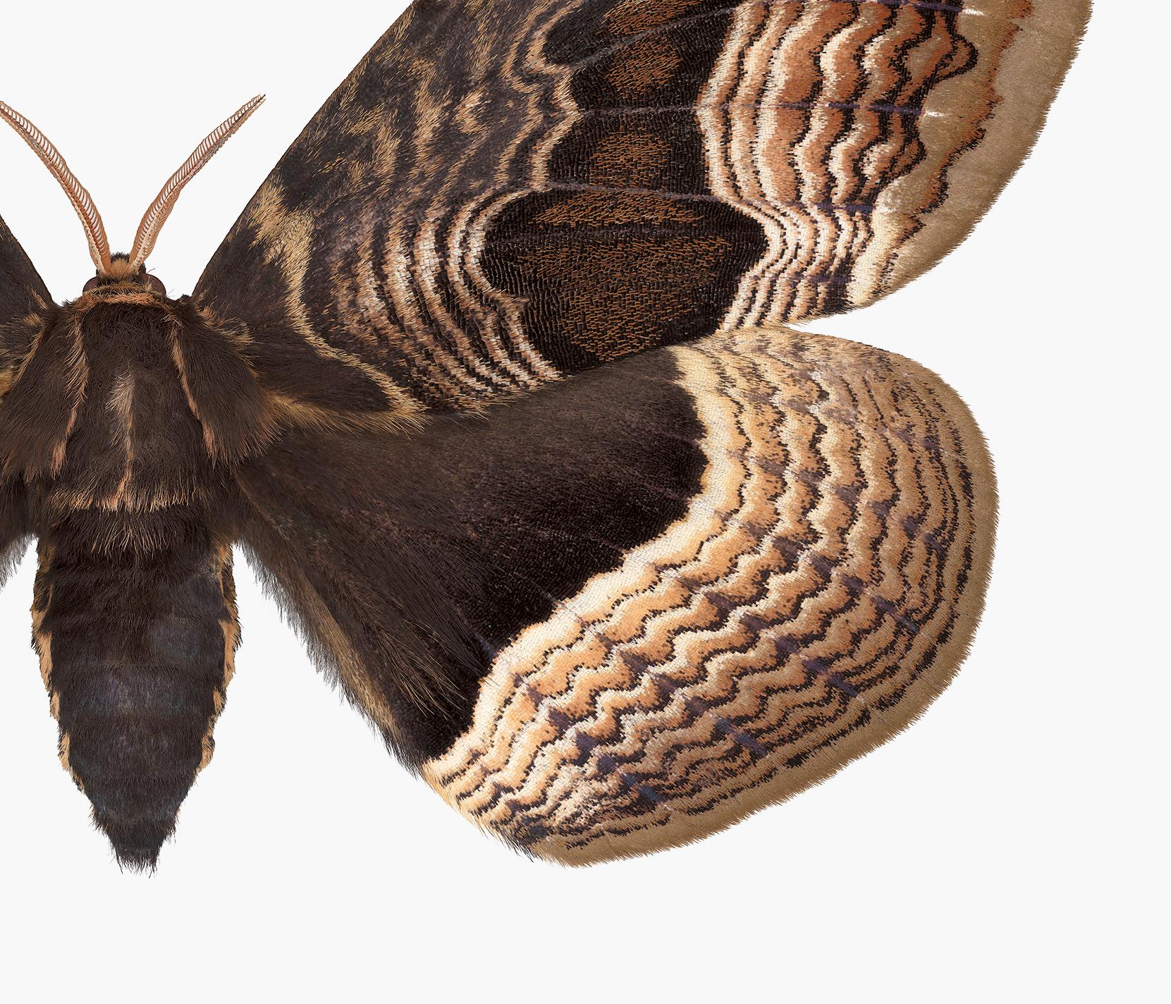 Brahmaea Tancrei, foto di insetti della natura di una falena marrone e beige su bianco - Color Photograph Bianco di Joseph Scheer