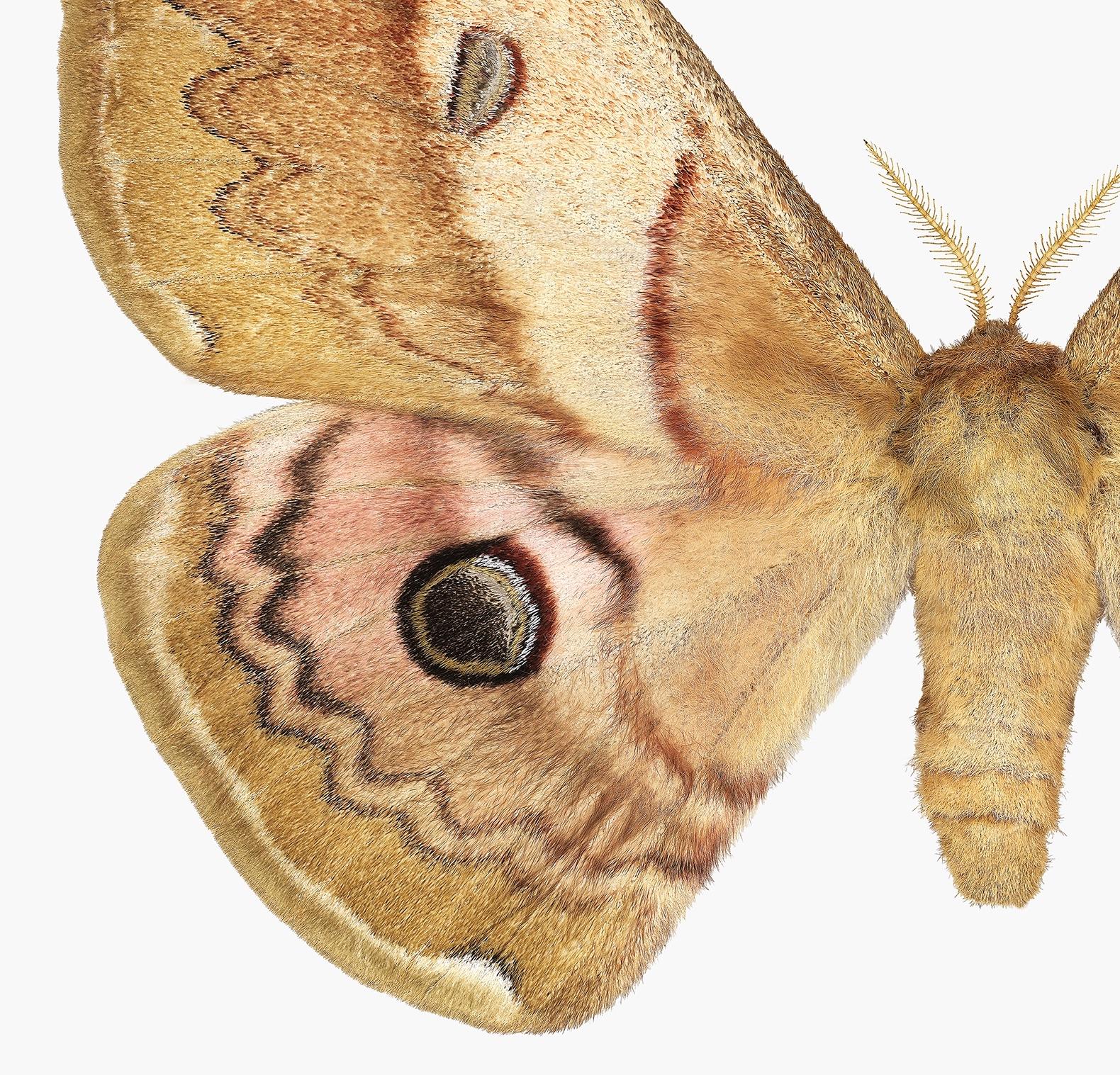 Caligula Japonica Female, Golden Brown, Ochre Moth White, Winged Insect Nature - Photograph by Joseph Scheer