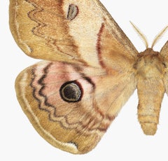 Caligula Japonica Female - Golden Brown White Moth Insect Photograph, 2019