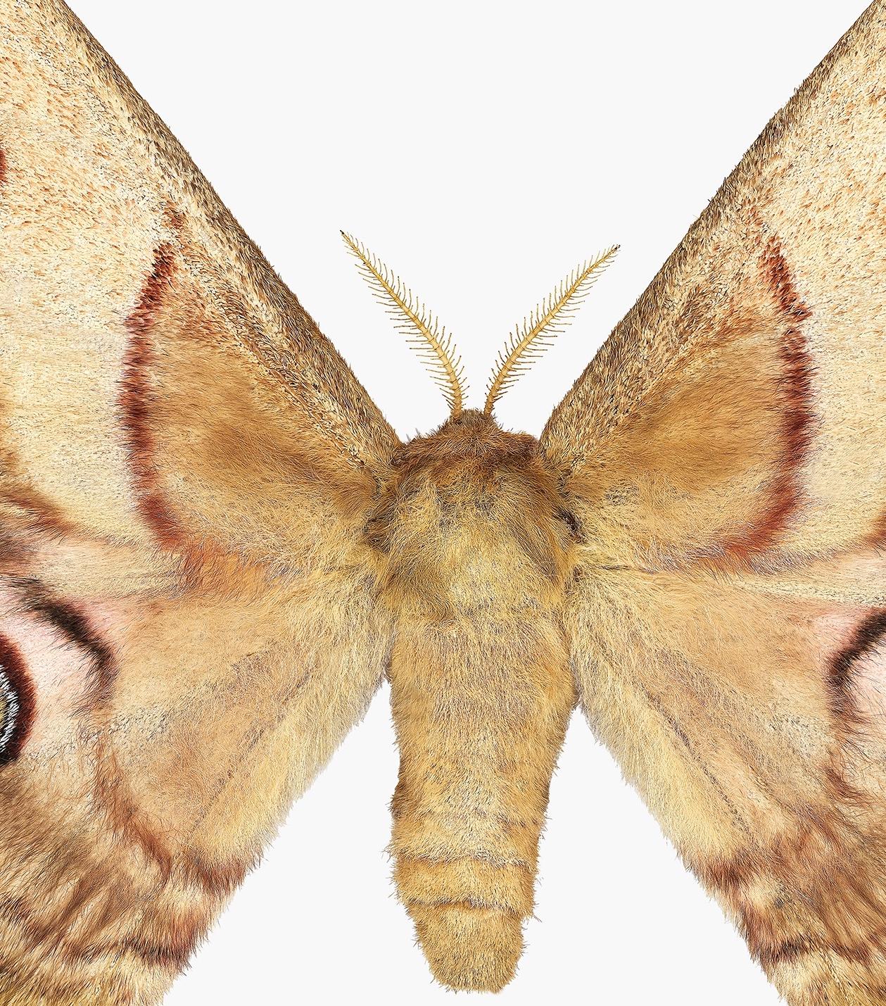 Caligula Japonica femelle, Brown doré, OCHRE papillon de nuit blanc, insecte ailé Nature - Contemporain Photograph par Joseph Scheer