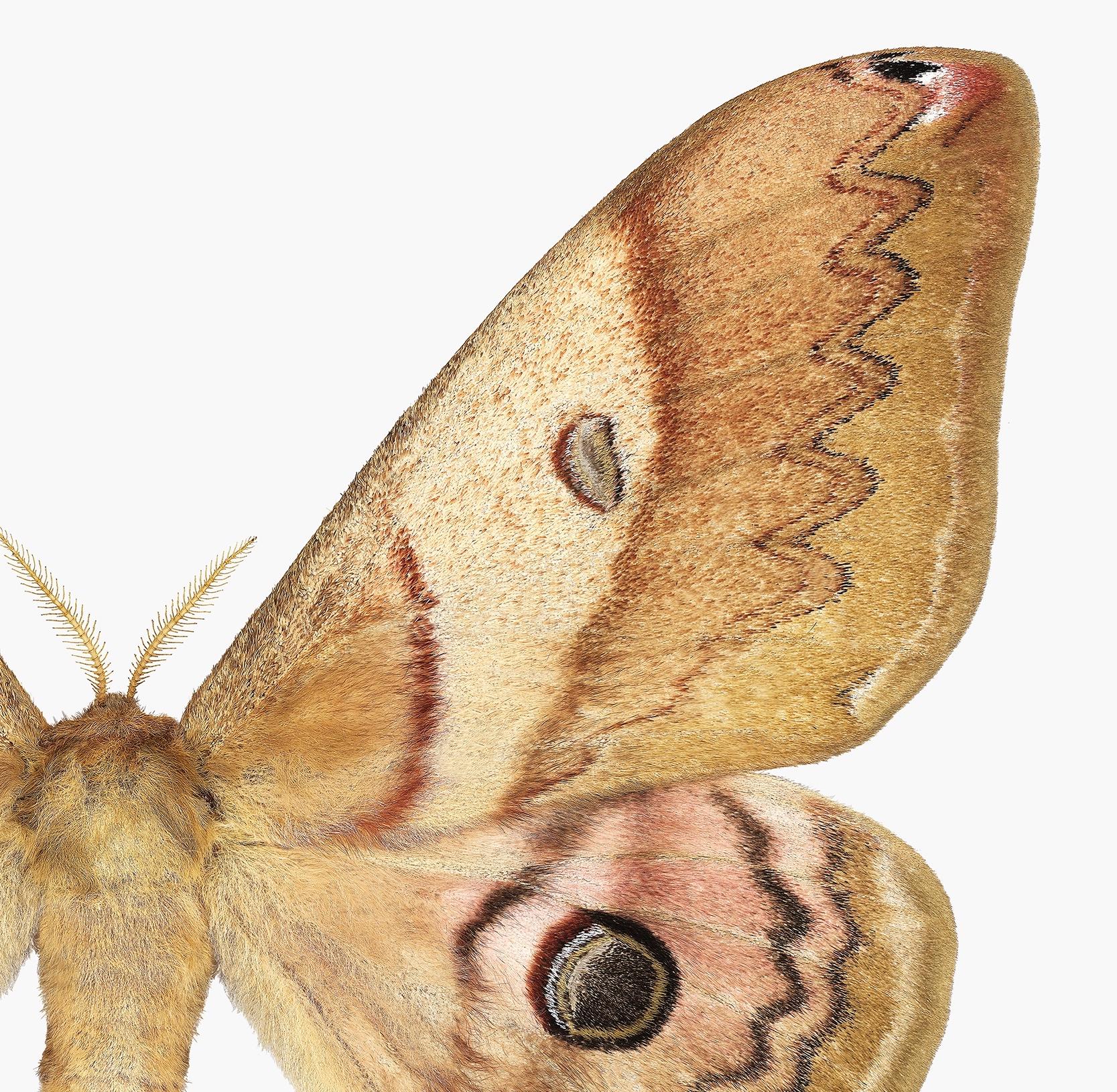 Dans cette impression pigmentaire d'archives hyper-détaillée sur papier aquarelle, un papillon de nuit aux couleurs ocre jaune et brun doré avec de légers détails bordeaux sur ses ailes se détache de façon spectaculaire sur un fond blanc uni.