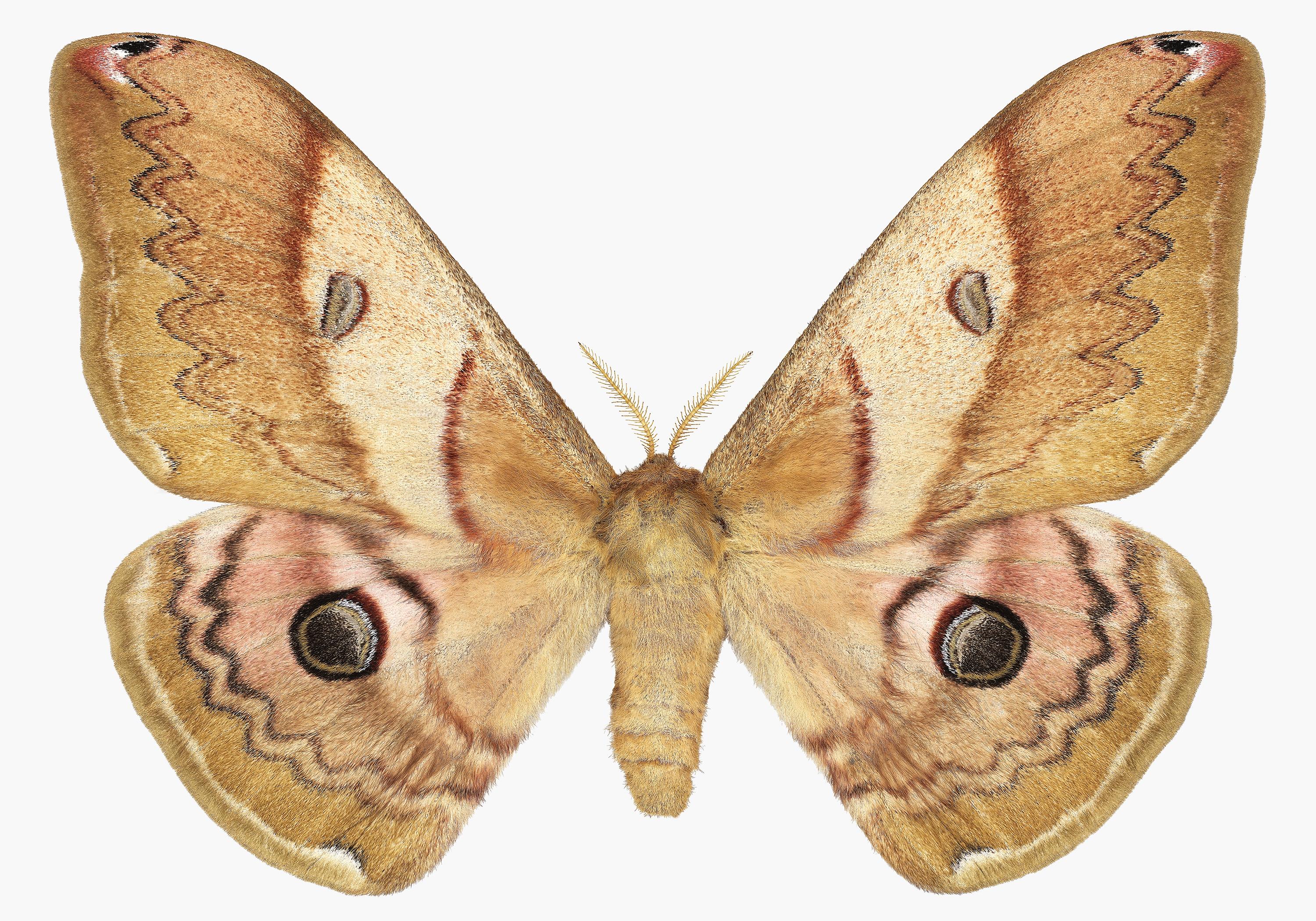 Joseph Scheer Color Photograph - Caligula Japonica Female, Golden Brown, Ochre Moth White, Winged Insect Nature