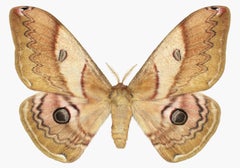 Caligula Japonica femelle, Brown doré, OCHRE papillon de nuit blanc, insecte ailé Nature