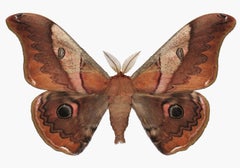 Caligula Japonica Male, Nature Insect Photograph, Mahogany Brown Moth on White