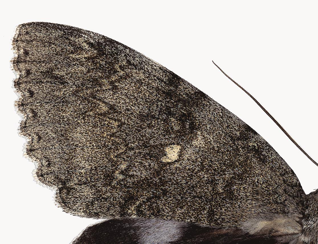In this hyper-detailed archival pigment print on watercolor paper, a brown moth with white details on its lower wings is dramatic against a solid white background. 

Edition of 12. Signed and numbered on recto. Price shown is the unframed price.