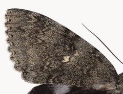 Catocala Fraxini - Gray Brown Moth Wings Insect Photograph, 2019