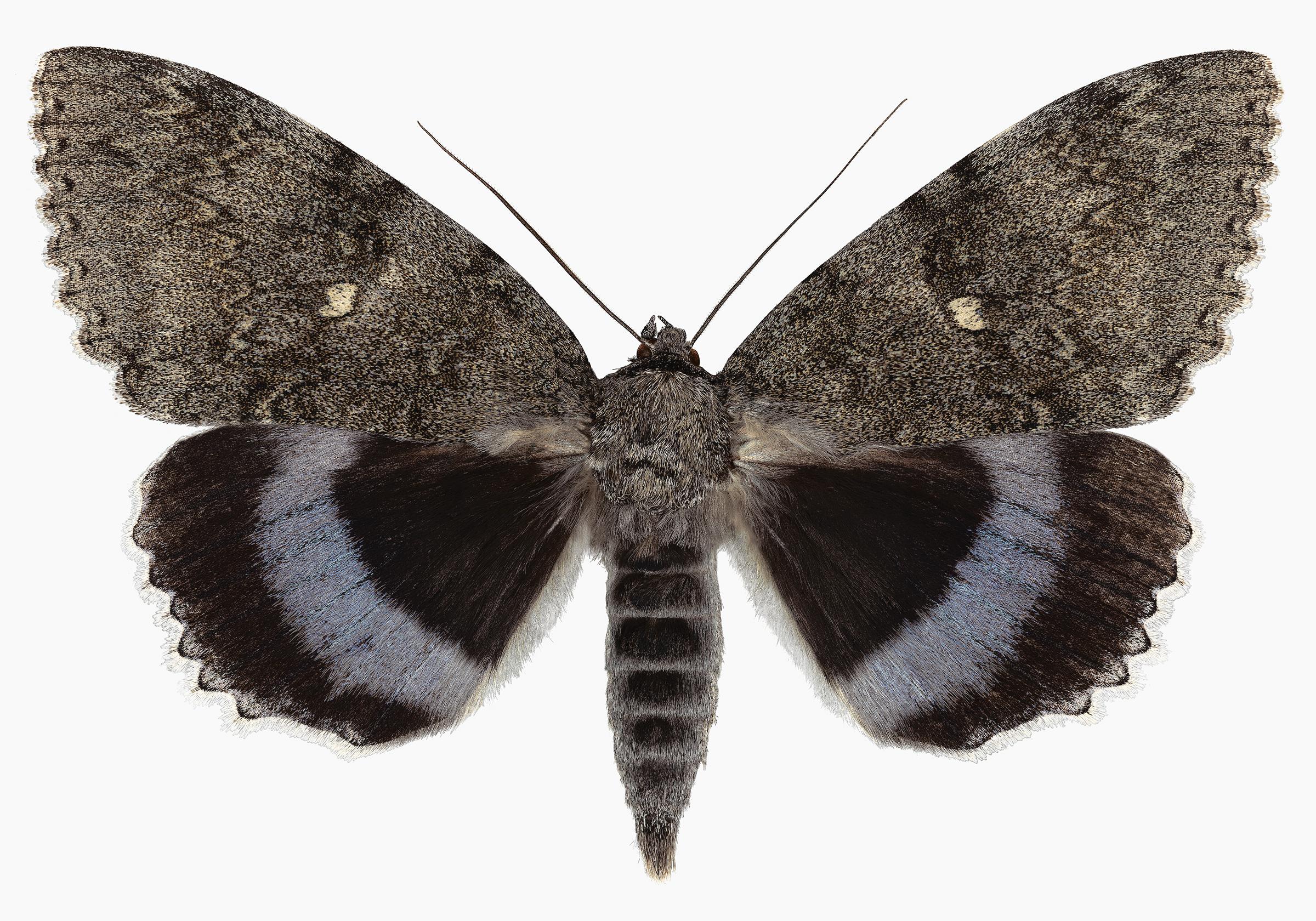 Joseph Scheer Color Photograph - Catocala Fraxini, Gray, Brown Moth on White, Winged Insect Nature Photograph
