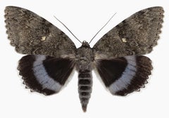 Catocala Fraxini, Gray, Brown Moth on White, Winged Insect Nature Photograph