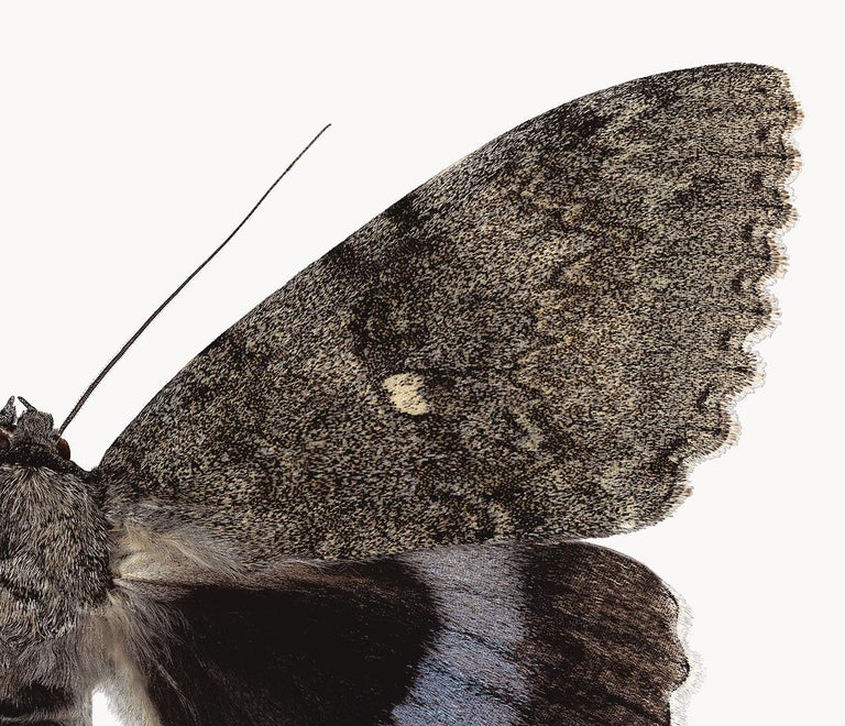 Joseph Scheer Catocala Fraxini, Nature Photograph of Gray and Brown