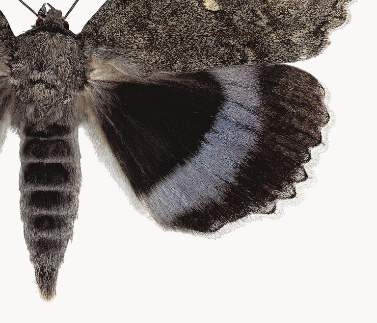 Joseph Scheer Catocala Fraxini, Nature Photograph of Gray and Brown