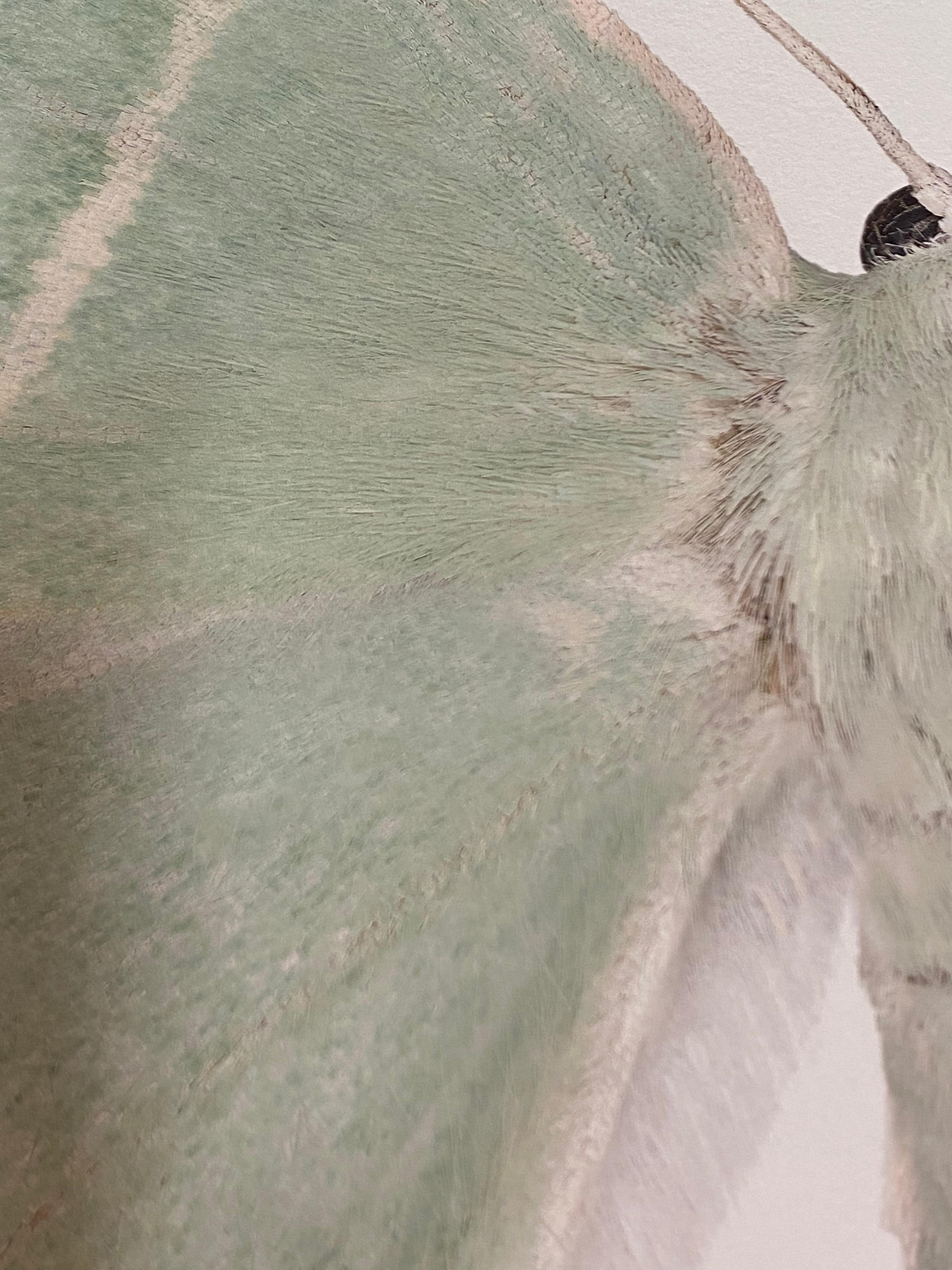 Geometra Glaucaria, Insektenfotografie, Hellgrnes, elfenbeinfarbenes Moth auf Wei – Photograph von Joseph Scheer