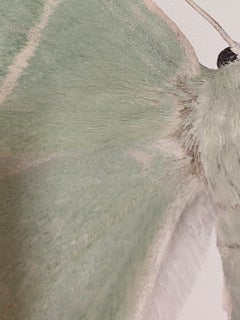 Geometra Glaucaria - Insect Photograph Light Green Ivory Moth Wings, 2019