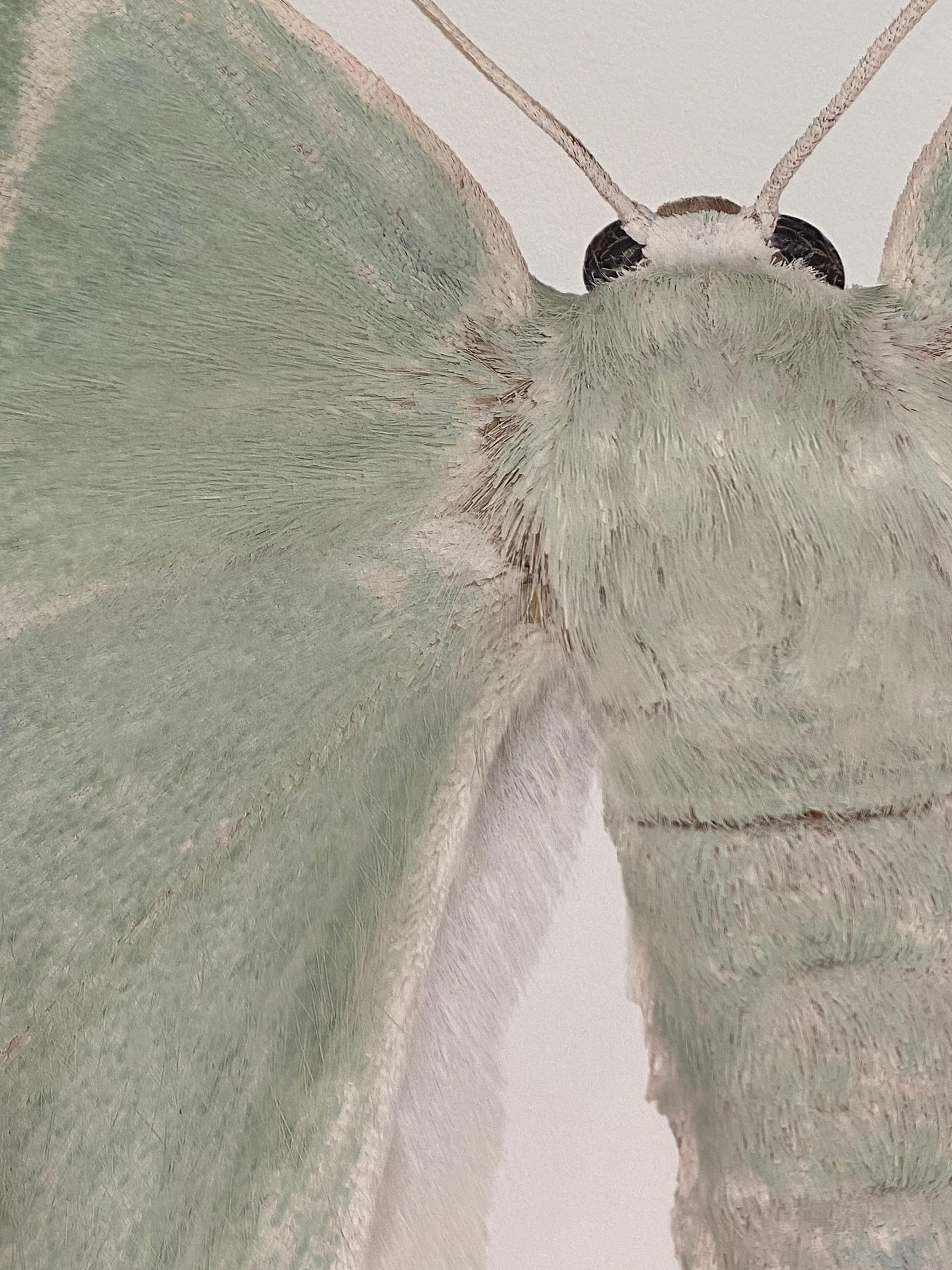 Geometra Glaucaria, Insektenfotografie, Hellgrnes, elfenbeinfarbenes Moth auf Wei (Zeitgenössisch), Photograph, von Joseph Scheer