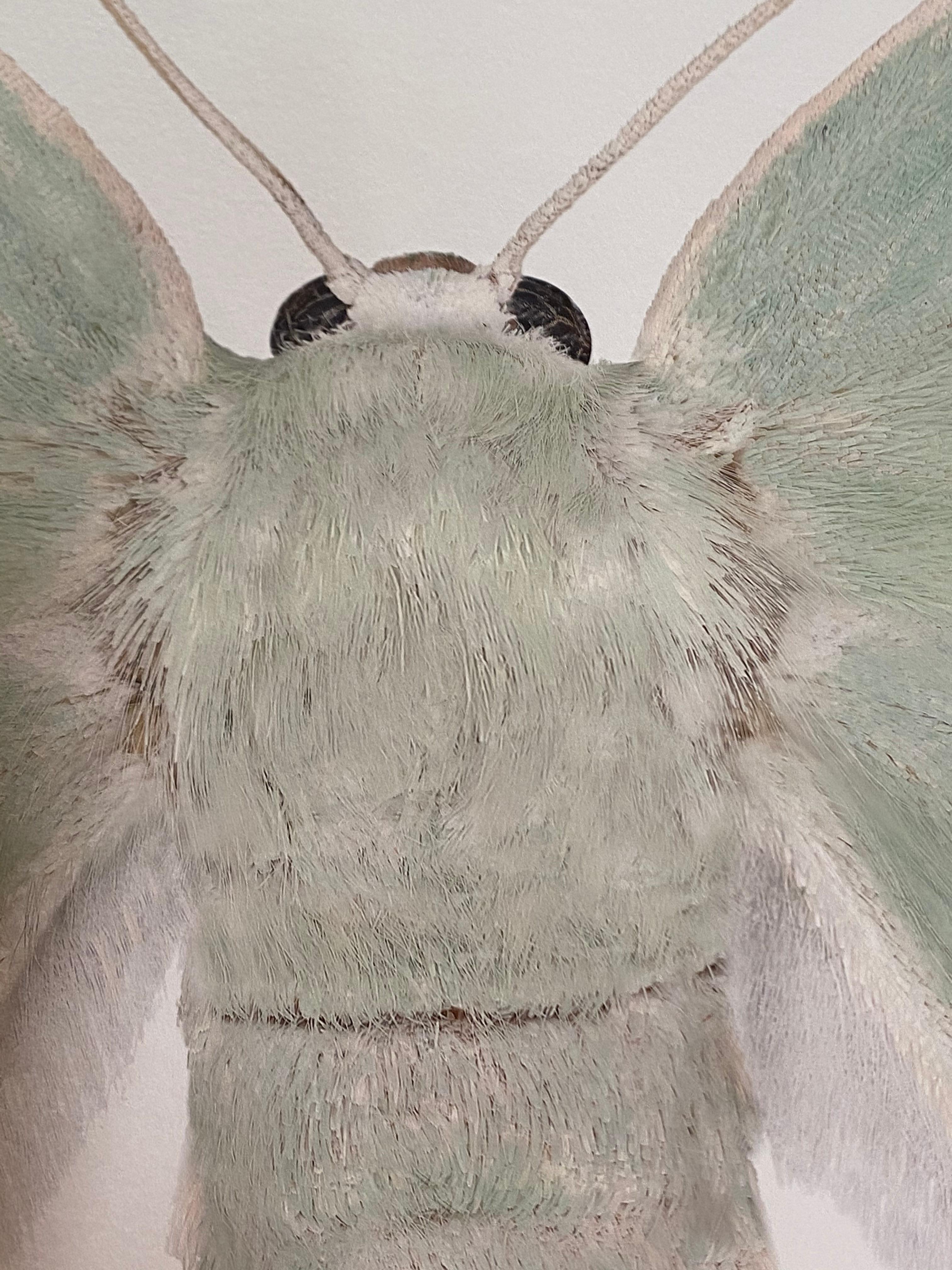 Geometra Glaucaria, Insektenfotografie, Hellgrnes, elfenbeinfarbenes Moth auf Wei (Weiß), Color Photograph, von Joseph Scheer