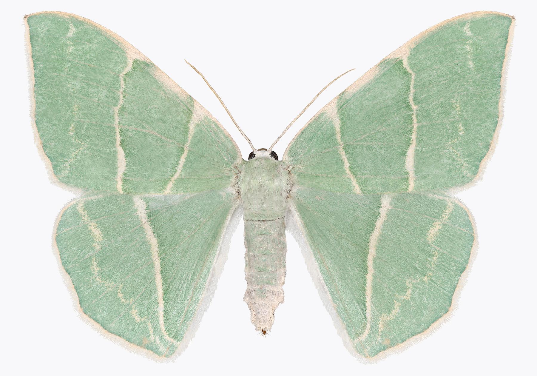 Joseph Scheer Color Photograph – Geometra Glaucaria, Insektenfotografie, Hellgrnes, elfenbeinfarbenes Moth auf Wei