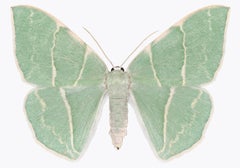 Geometra Glaucaria, Insect Nature Photograph, Light Green, Ivory Moth on White