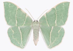 Geometra Glaucaria - Insect Photograph Light Green Ivory Moth Wings, 2019
