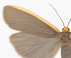 Ghoria Gigantea, Nature Insect-Fotografie von hellbraunem, orangefarbenem Tuch auf Weiß