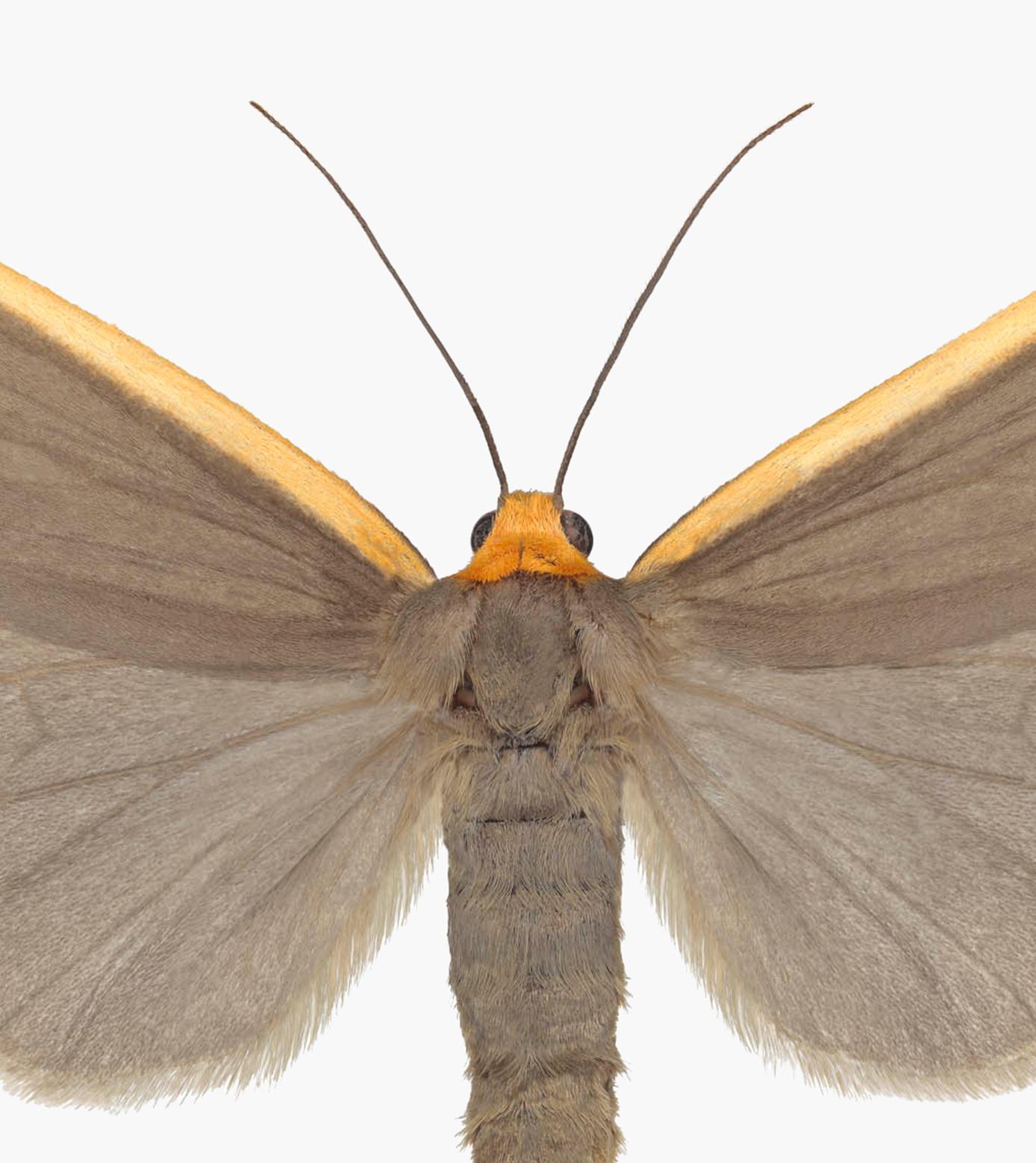 Ghoria Gigantea, Nature Insect-Fotografie von hellbraunem, orangefarbenem Tuch auf Weiß (Zeitgenössisch), Photograph, von Joseph Scheer