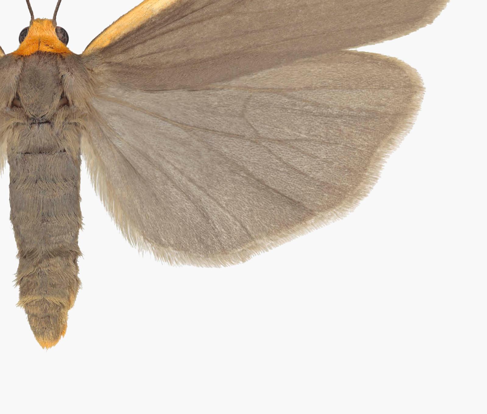 light orange moth