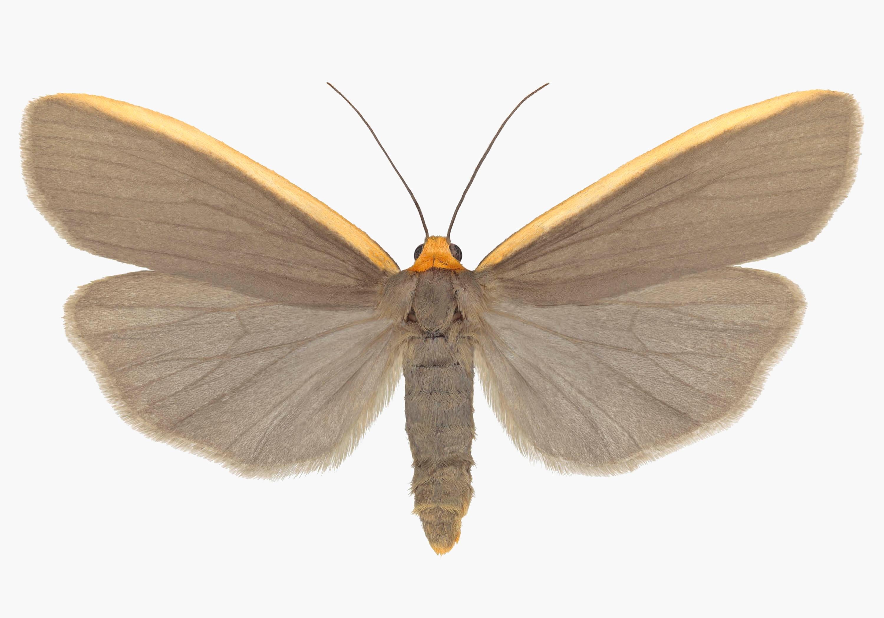 Joseph Scheer Color Photograph - Ghoria Gigantea, Nature Insect Photograph of Light Brown, Orange Moth on White