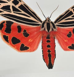 Grammia Virgo Female - Coral Red Black Peach Moth Insect Patterned Wings, 2007