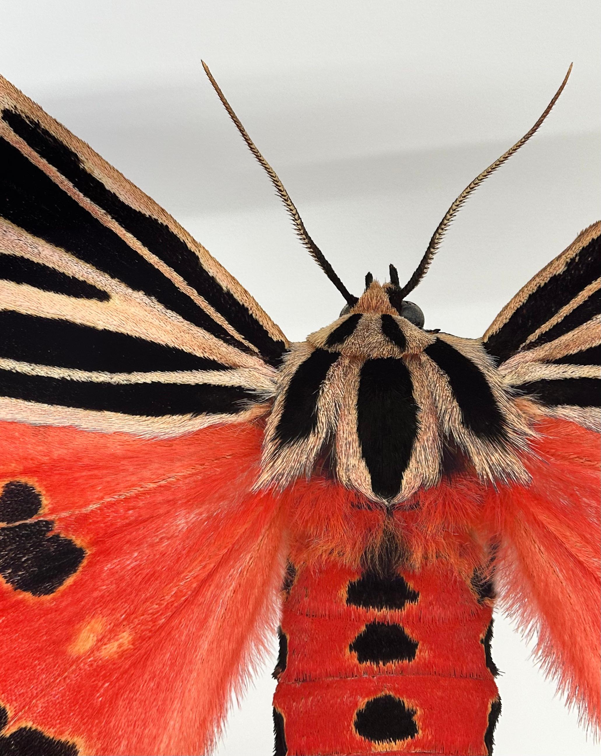 Grammia Virgo Female - Coral Red Black Peach Moth Insect Patterned Wings, 2007 - Beige Color Photograph par Joseph Scheer