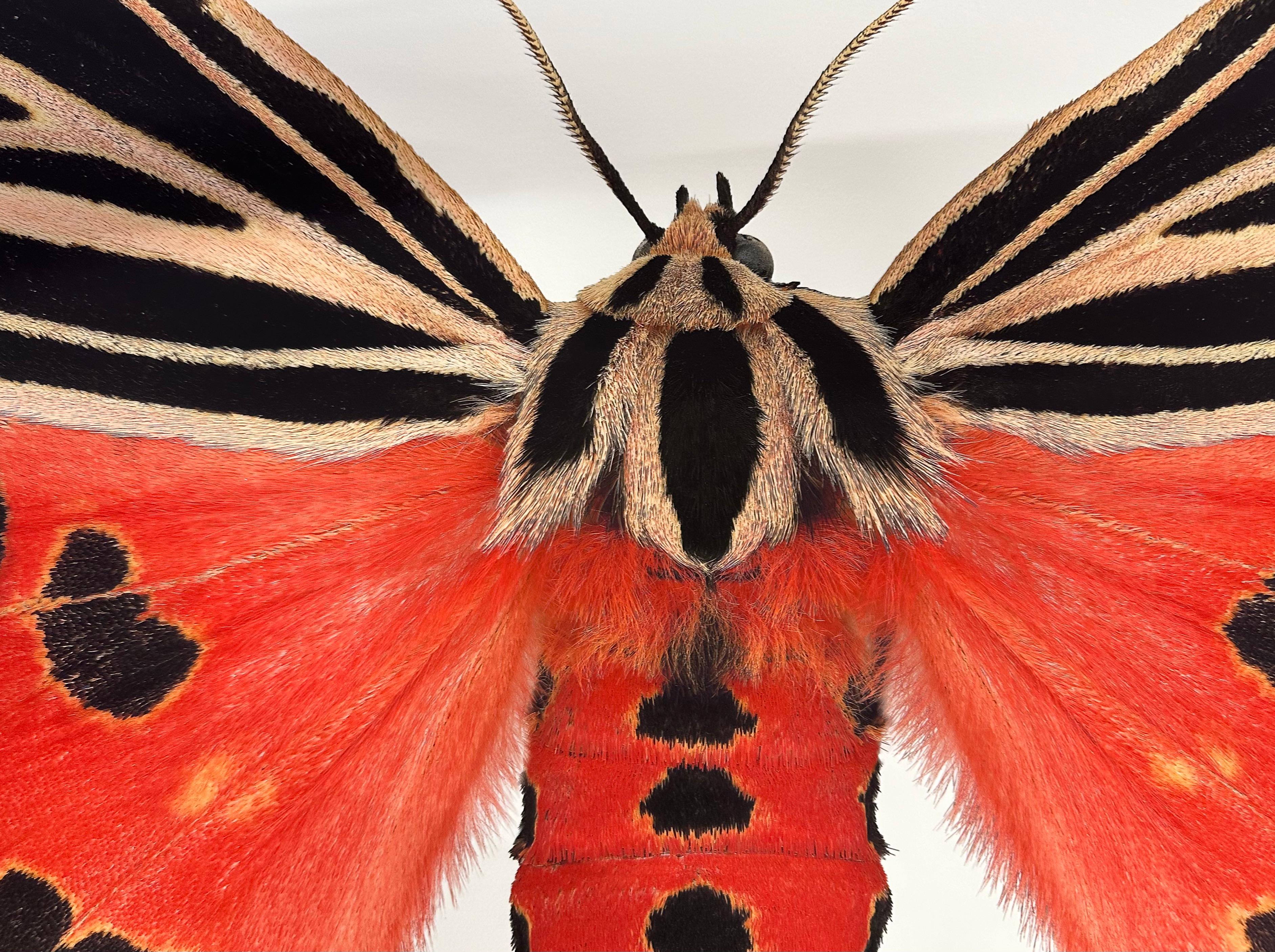 Dans cette impression pigmentaire contemporaine hyper-détaillée sur papier aquarelle, un papillon de nuit rouge corail avec des marques noires sur les ailes et l'abdomen et pêche pâle sur le haut des ailes est dramatique et vibrant sur un fond blanc