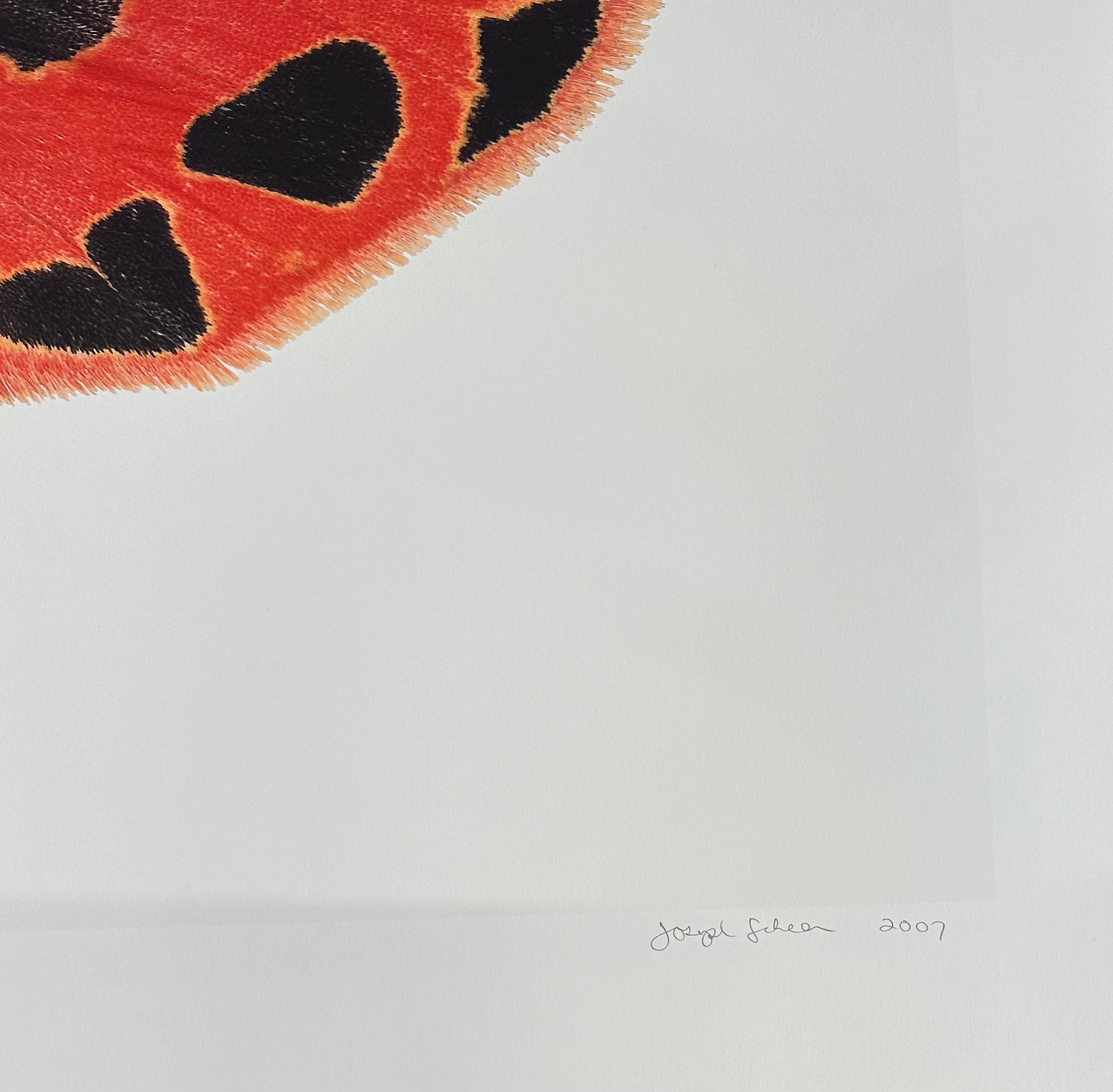 Grammia Virgo Female - Coral Red Black Peach Moth Insect Patterned Wings, 2007 en vente 4