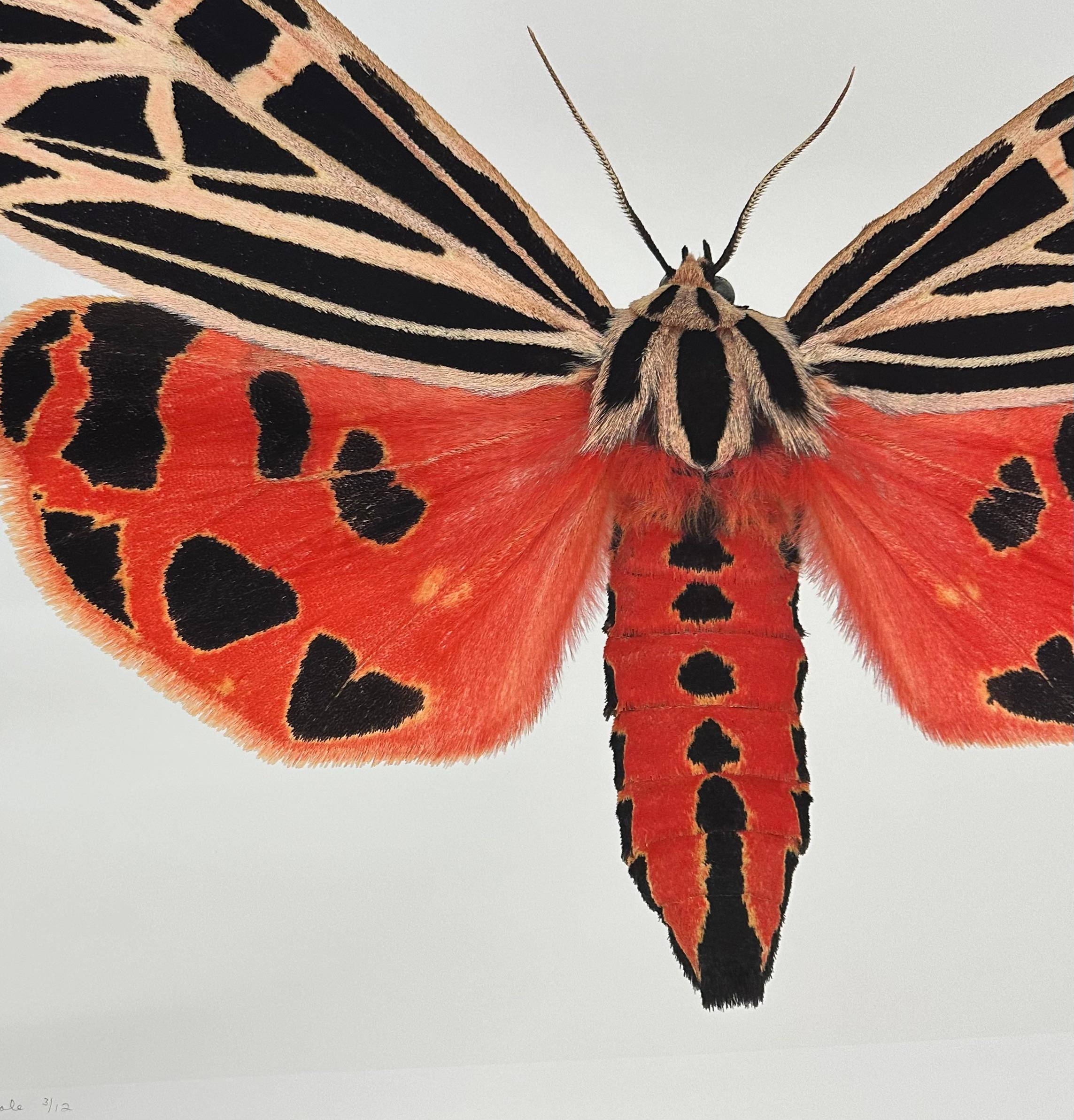 In this hyper-detailed archival pigment print on watercolor paper, a coral red moth with black markings on its wings and abdomen and pale peach on its upper wings is dramatic and vibrant against a solid white background. 

Price shown is the
