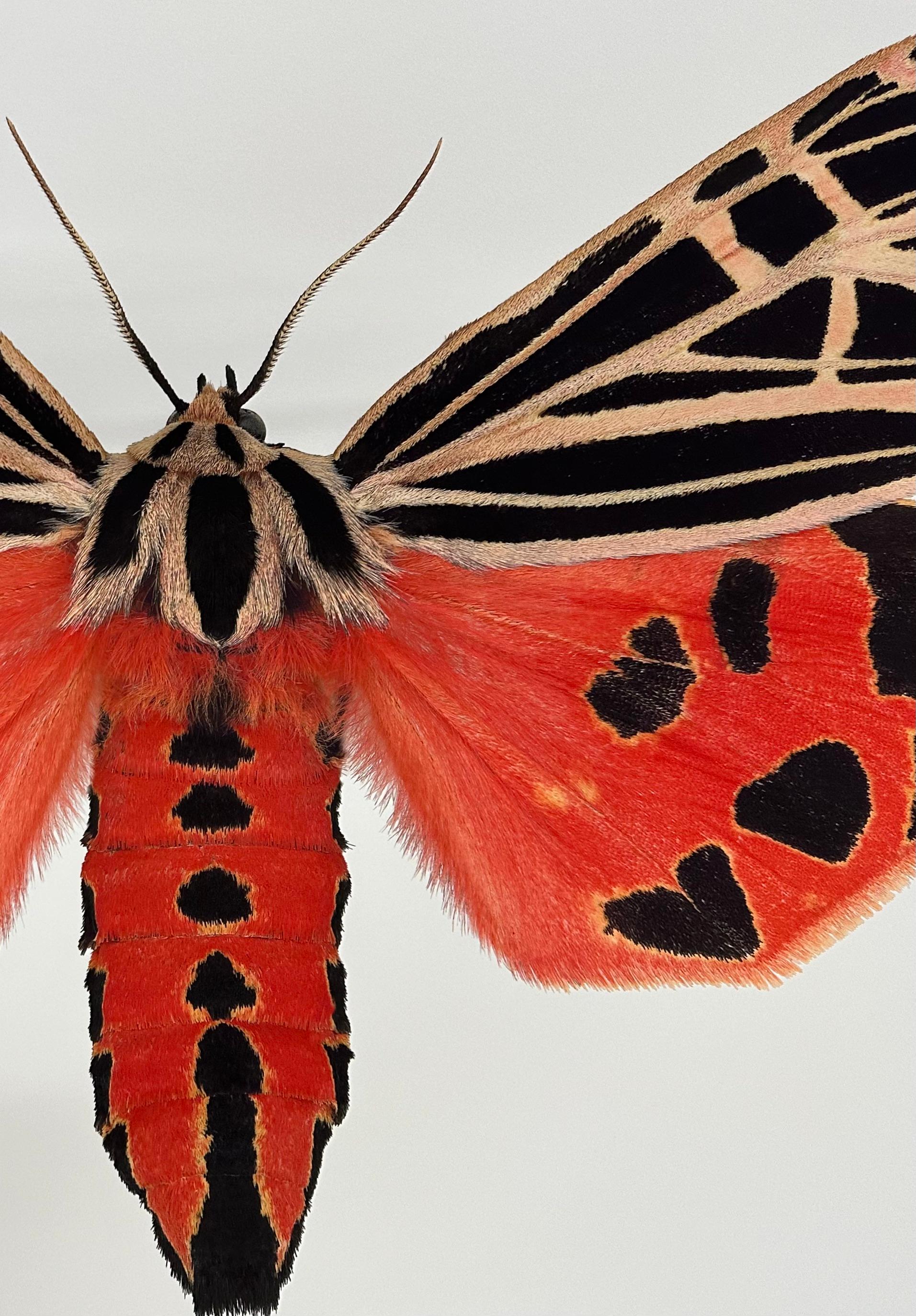 Grammia Virgo Weibchen, Korallenrot, Schwarzer Pfirsich Motte Insekt Flügel Natur Foto (Zeitgenössisch), Photograph, von Joseph Scheer