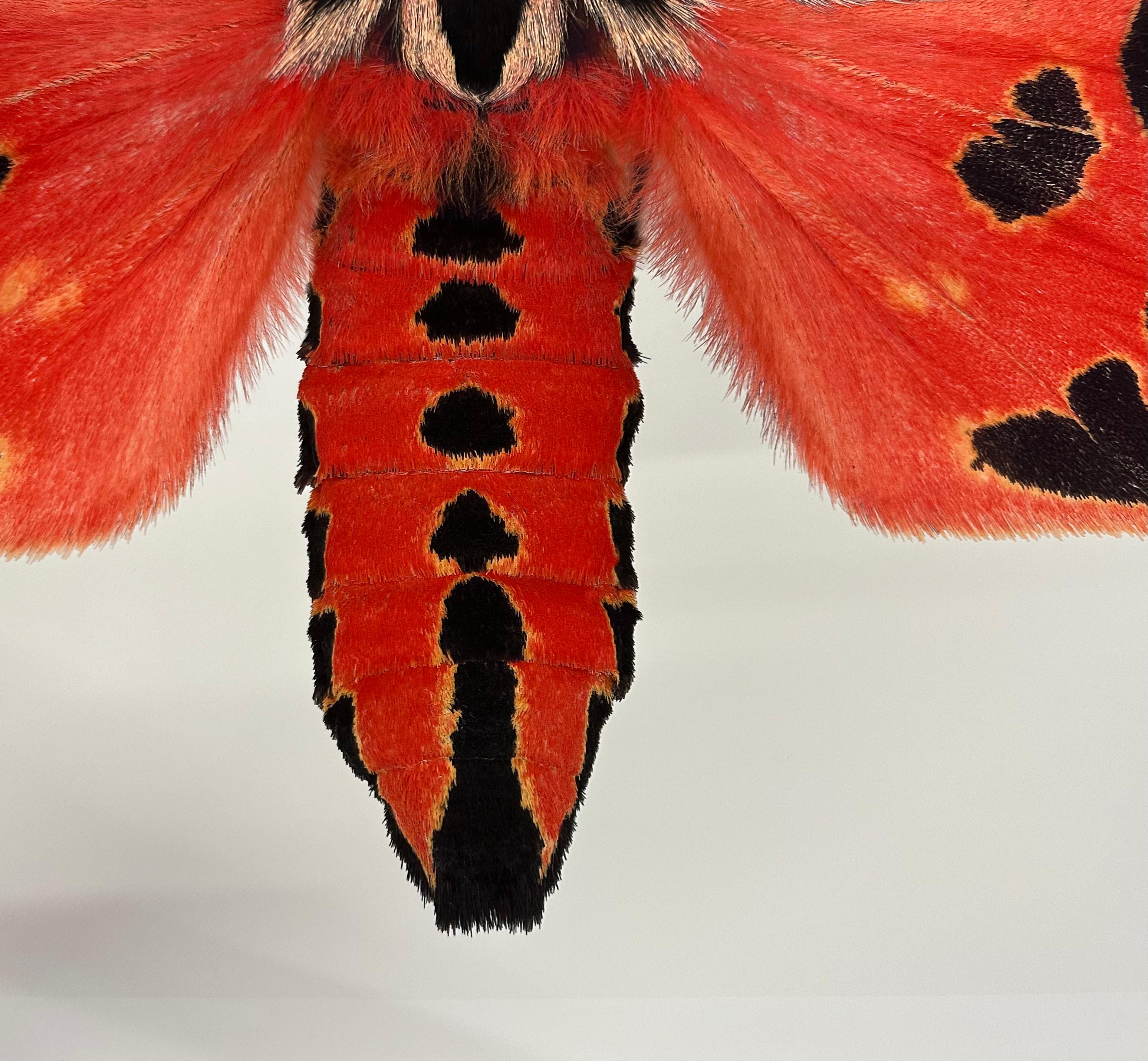 Grammia Virgo Female, Coral Red, Black Peach Moth Insect Wings Nature Photograph For Sale 4