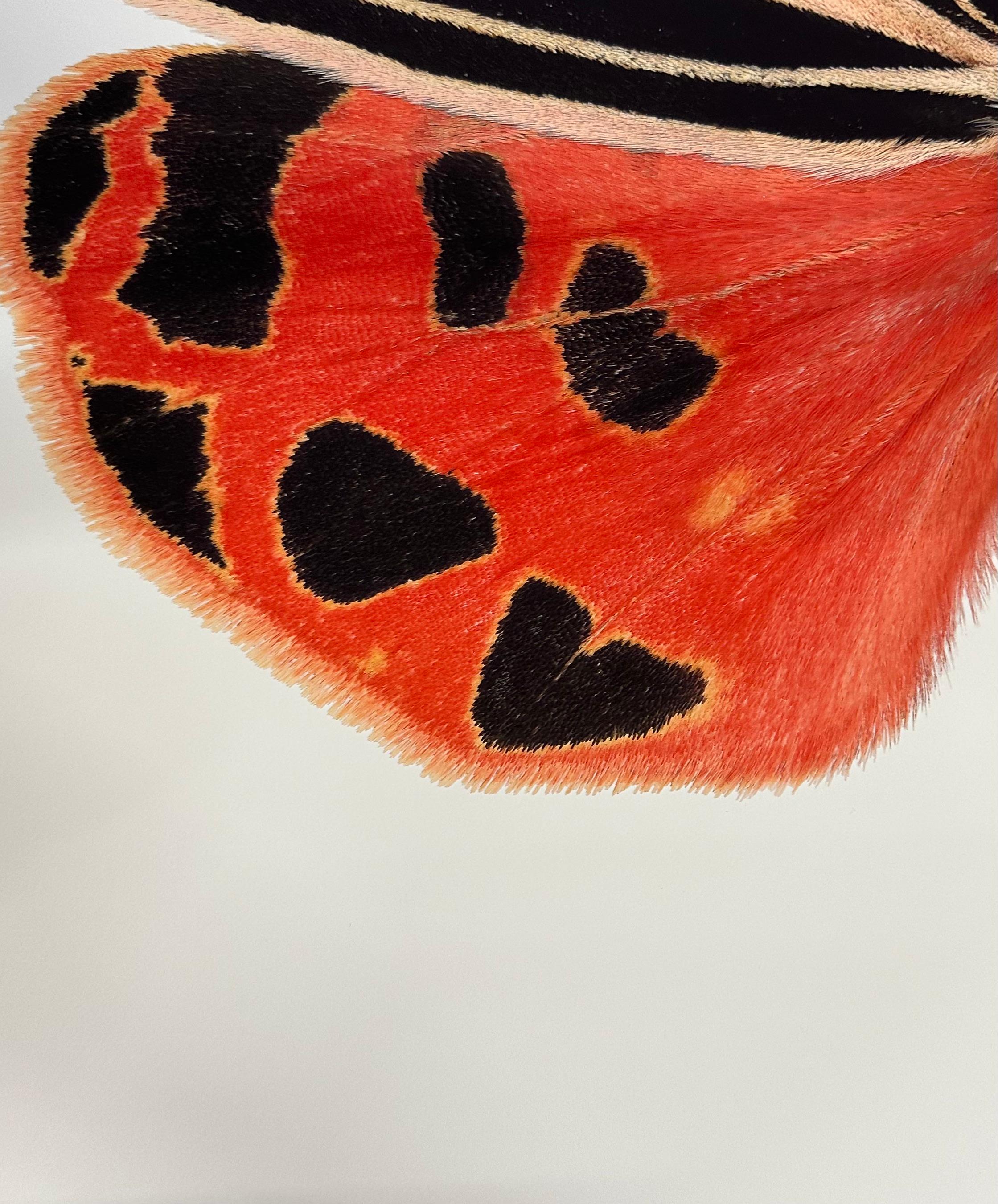 Grammia Virgo Female, Coral Red, Black Peach Moth Insect Wings Nature Photograph For Sale 5