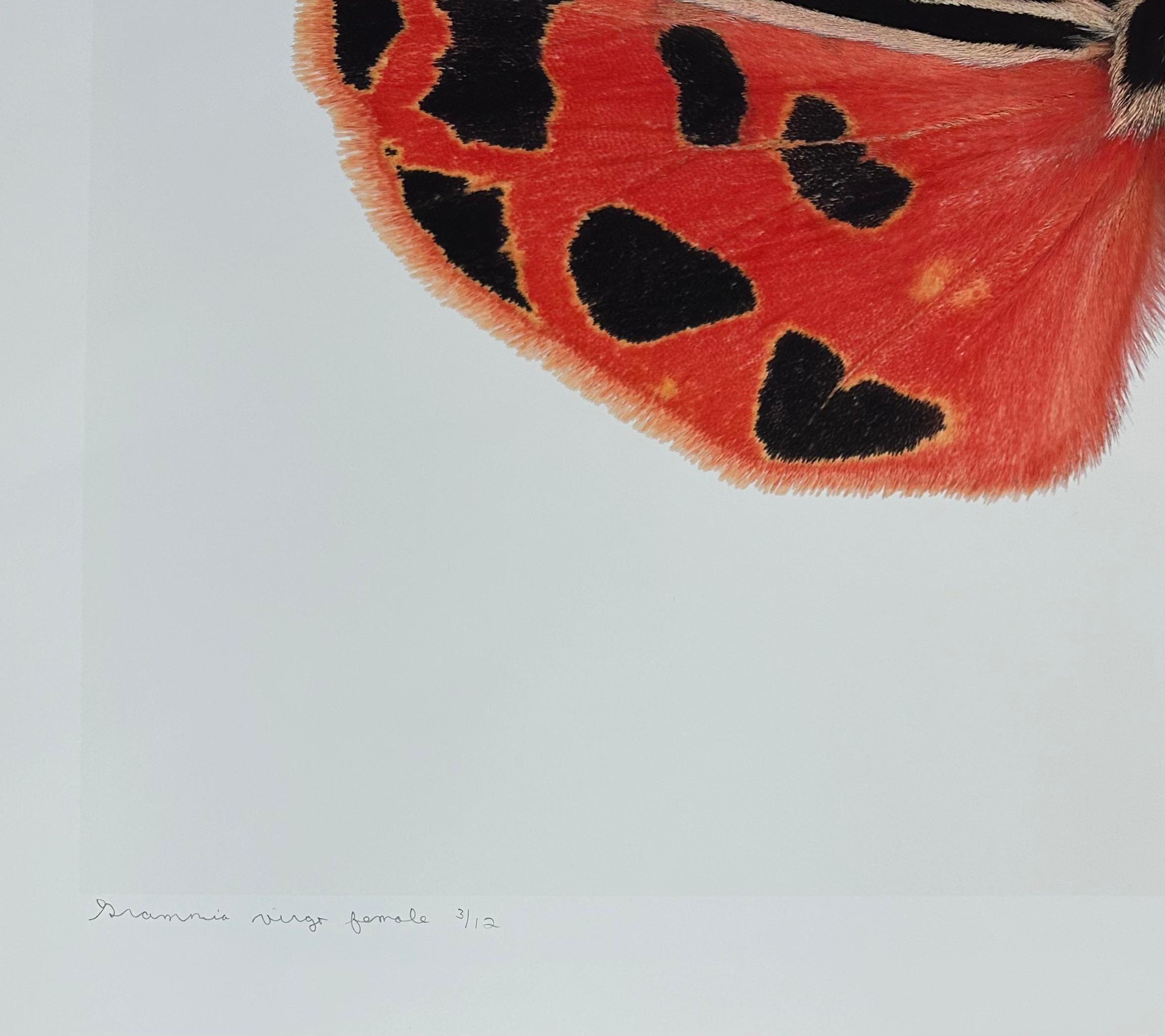 Grammia Virgo Female, Coral Red, Black Peach Moth Insect Wings Nature Photograph For Sale 6