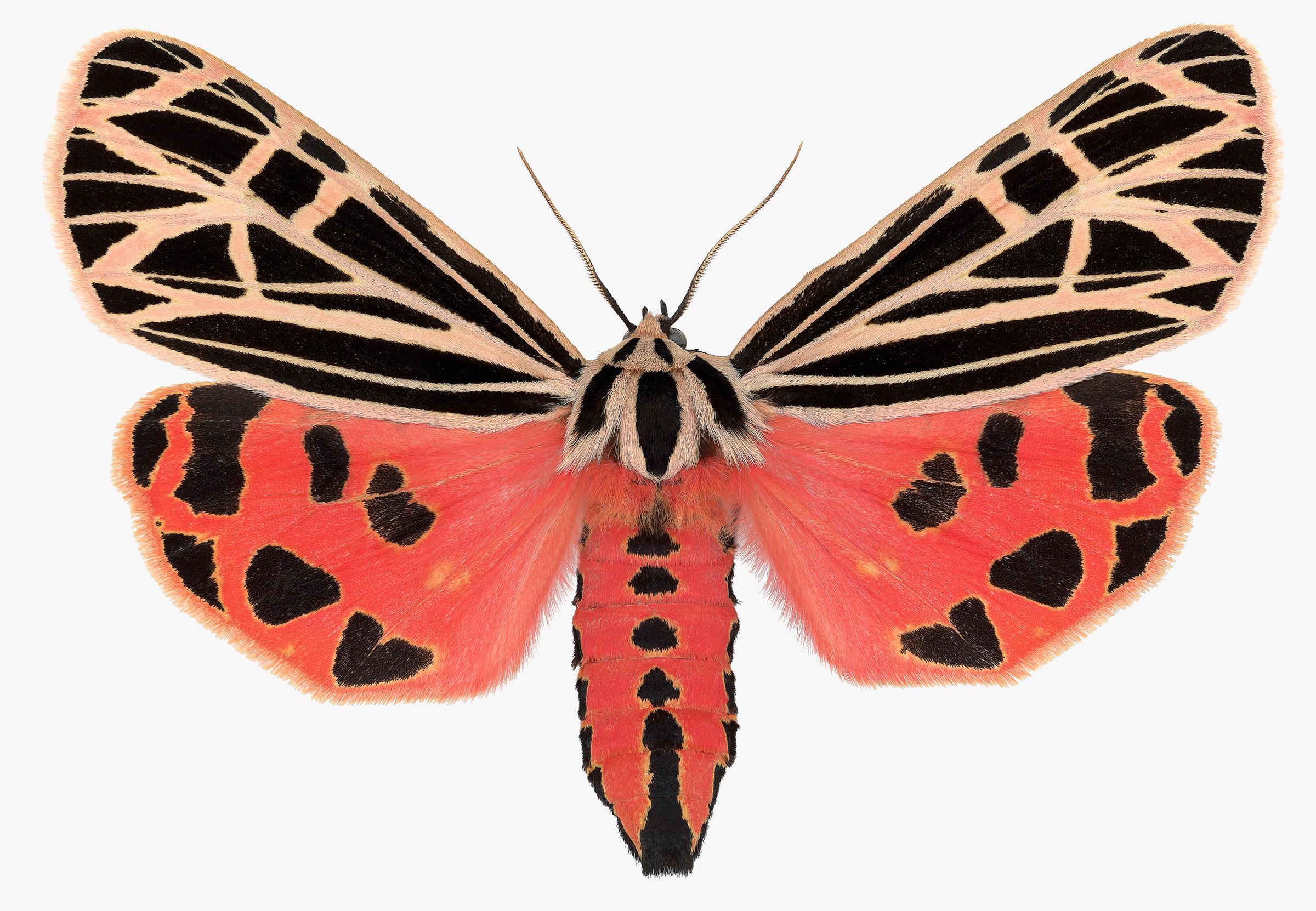 Joseph Scheer Color Photograph – Grammia Virgo Weibchen, Korallenrot, Schwarzer Pfirsich Motte Insekt Flügel Natur Foto