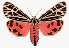 Grammia Virgo Female, Coral Red, Black Peach Moth Insect Wings Nature Photograph