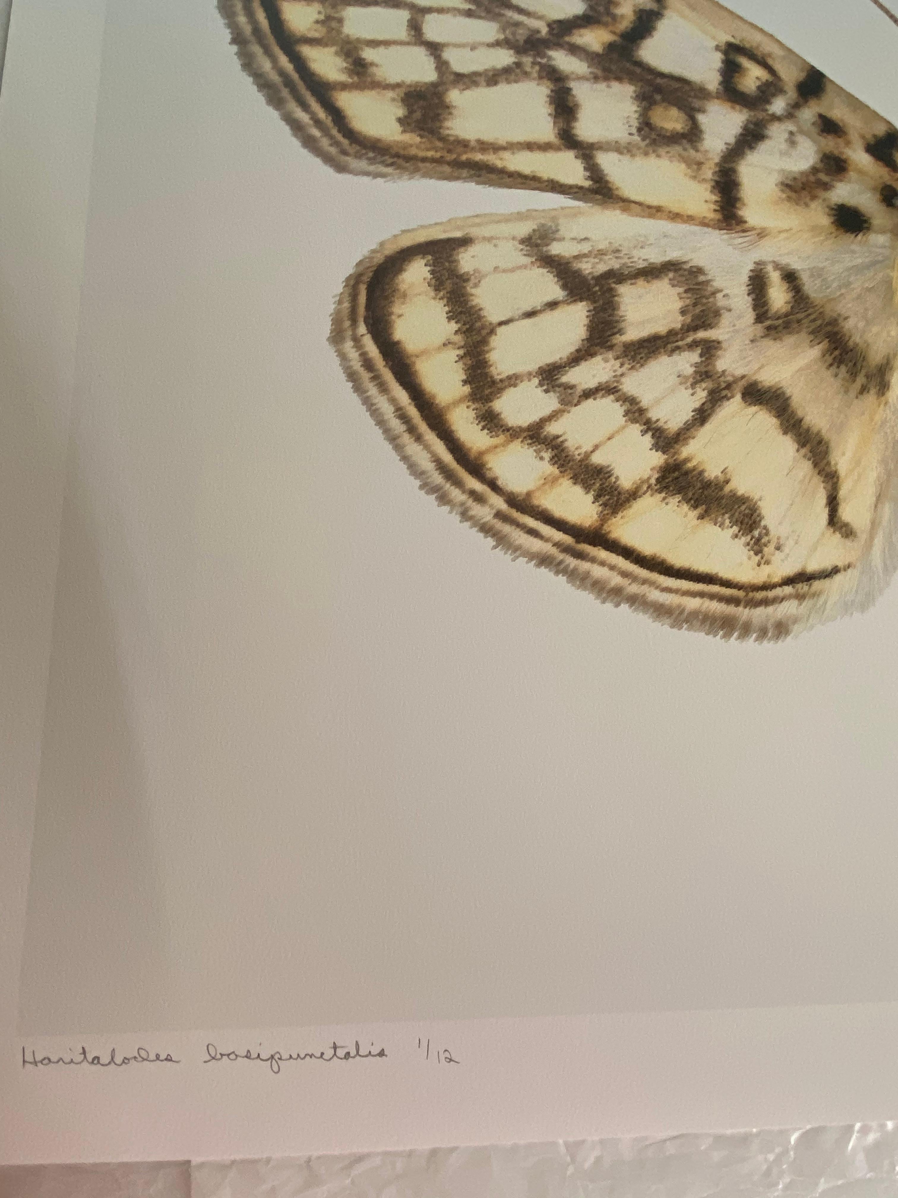 Haritalodes Basipunctalis - Contemporary Moth Wings Archival Pigment Print, 2018 - White Color Photograph by Joseph Scheer