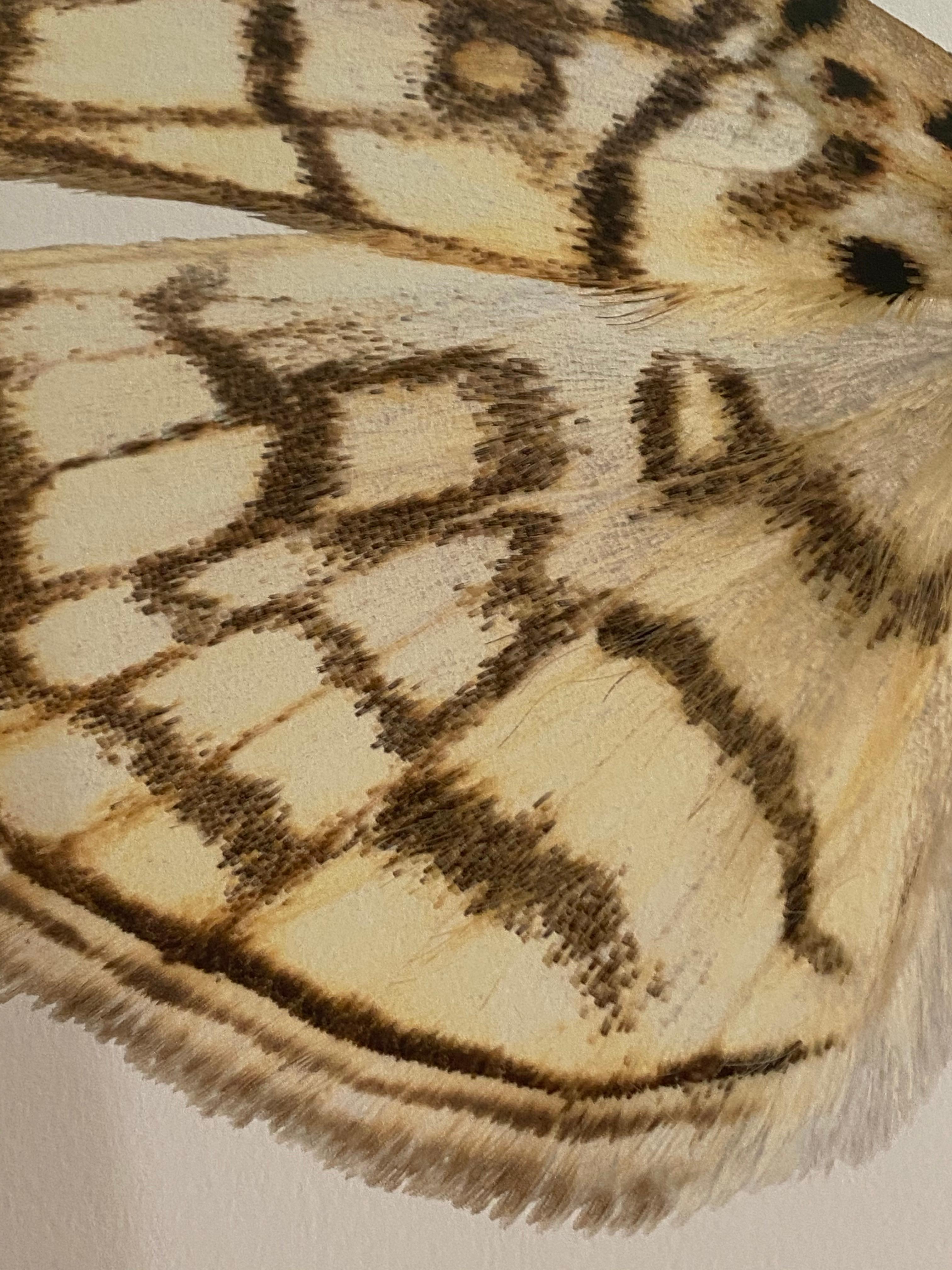 In this contemporary, hyper-detailed archival pigment print on watercolor paper, a moth with light brown and bright yellow markings is dramatic against a solid white background. 

Price shown is the unframed price. Please inquire with the gallery
